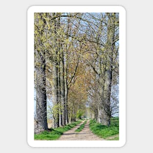 Graces Walk, Danbury, Essex Sticker